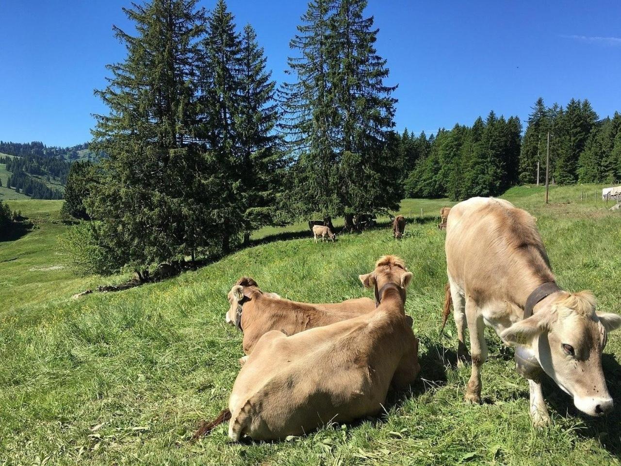 Appartement Nr 19, Alpenappartementhaus, Oberstaufen-Steibis, Allgaeu, Oberstaufen Plus Exteriér fotografie